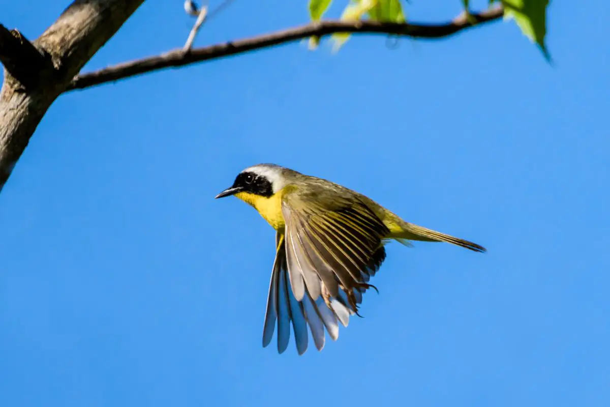 A common yellowthroat in flight.