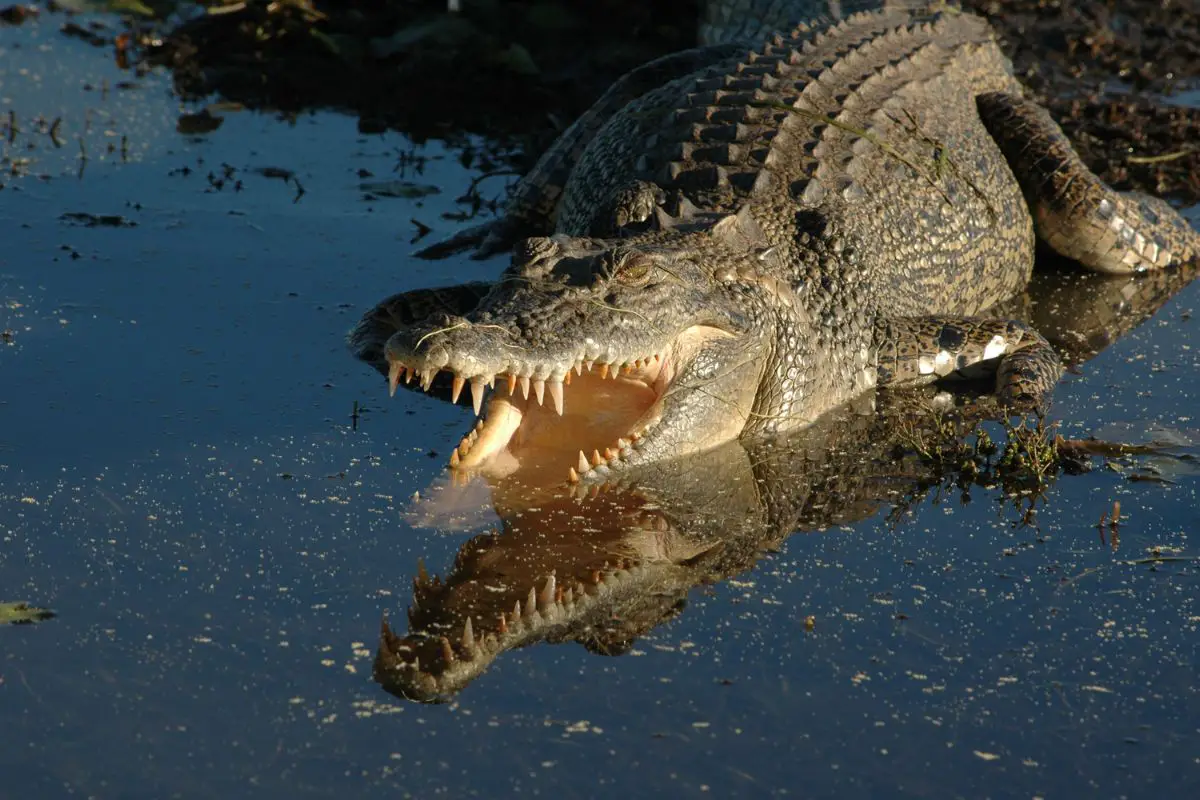 A giant saltwater crocodile from northern Australia.