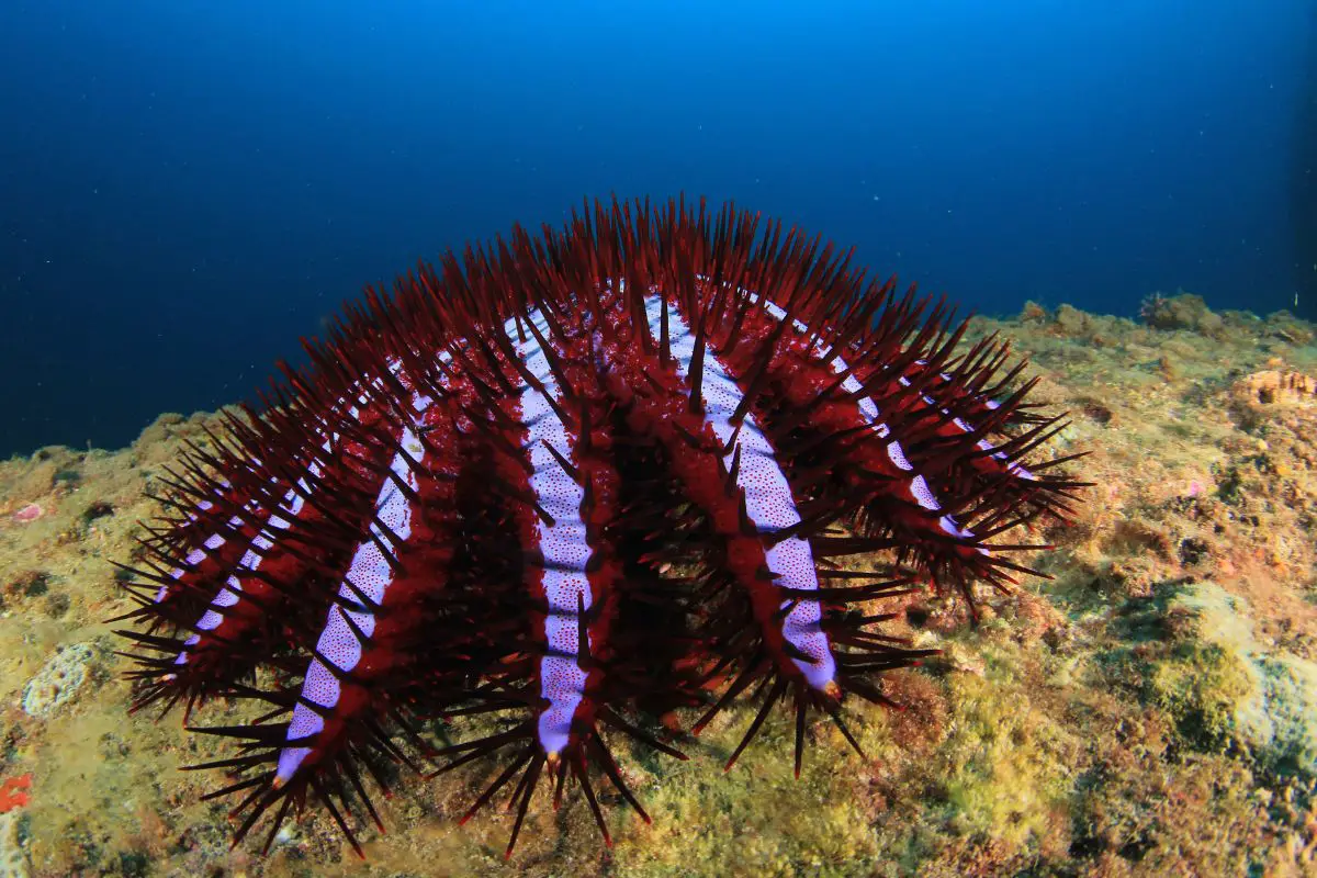 Crown of thorns starfish eats corals.