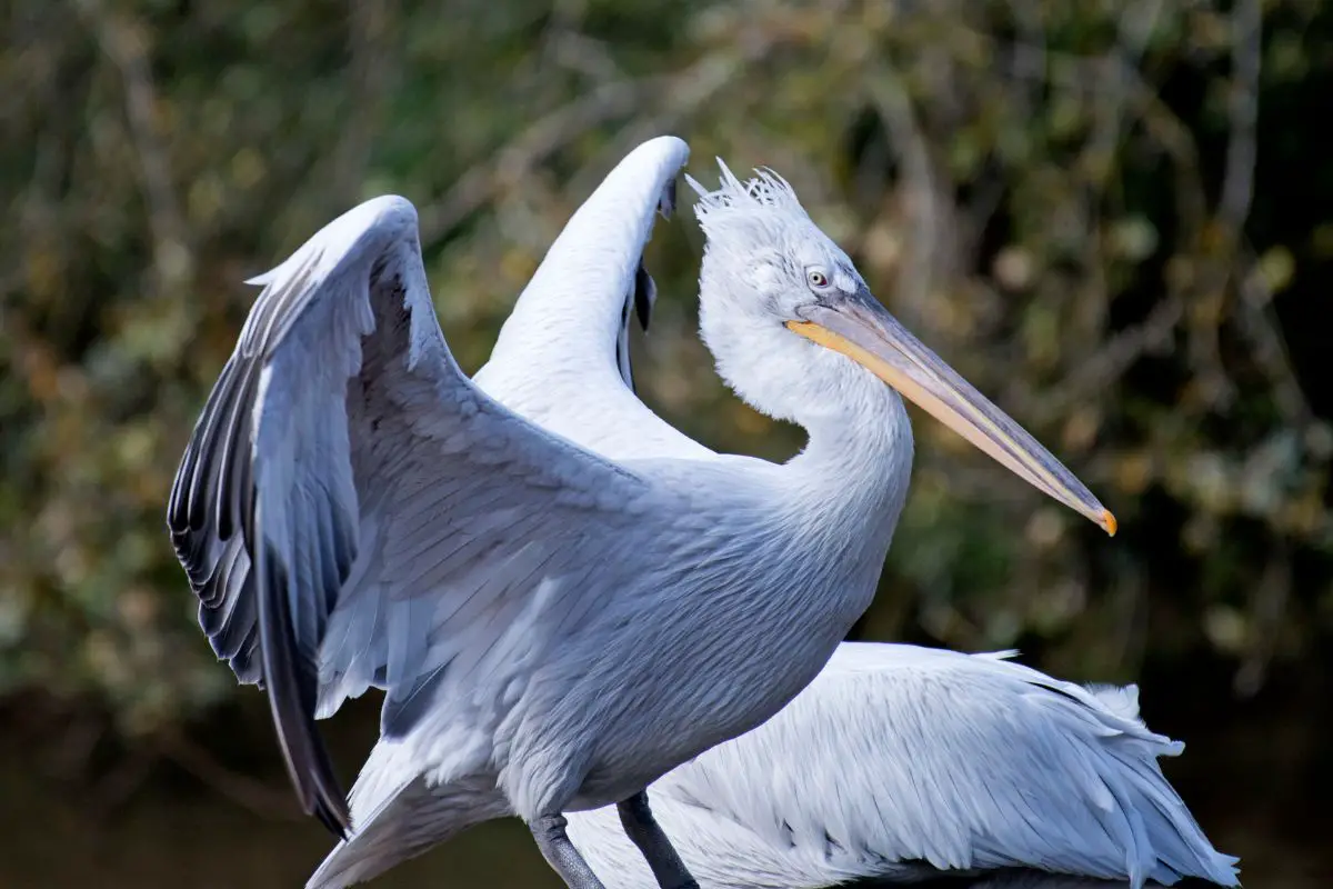 Dalmatian pelicans flaps wings.