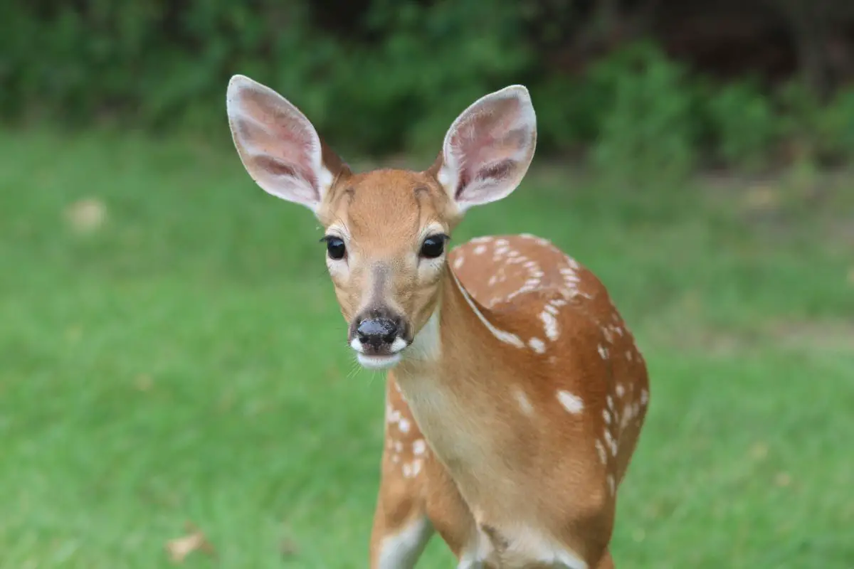 A hesitant young deer in a forest.