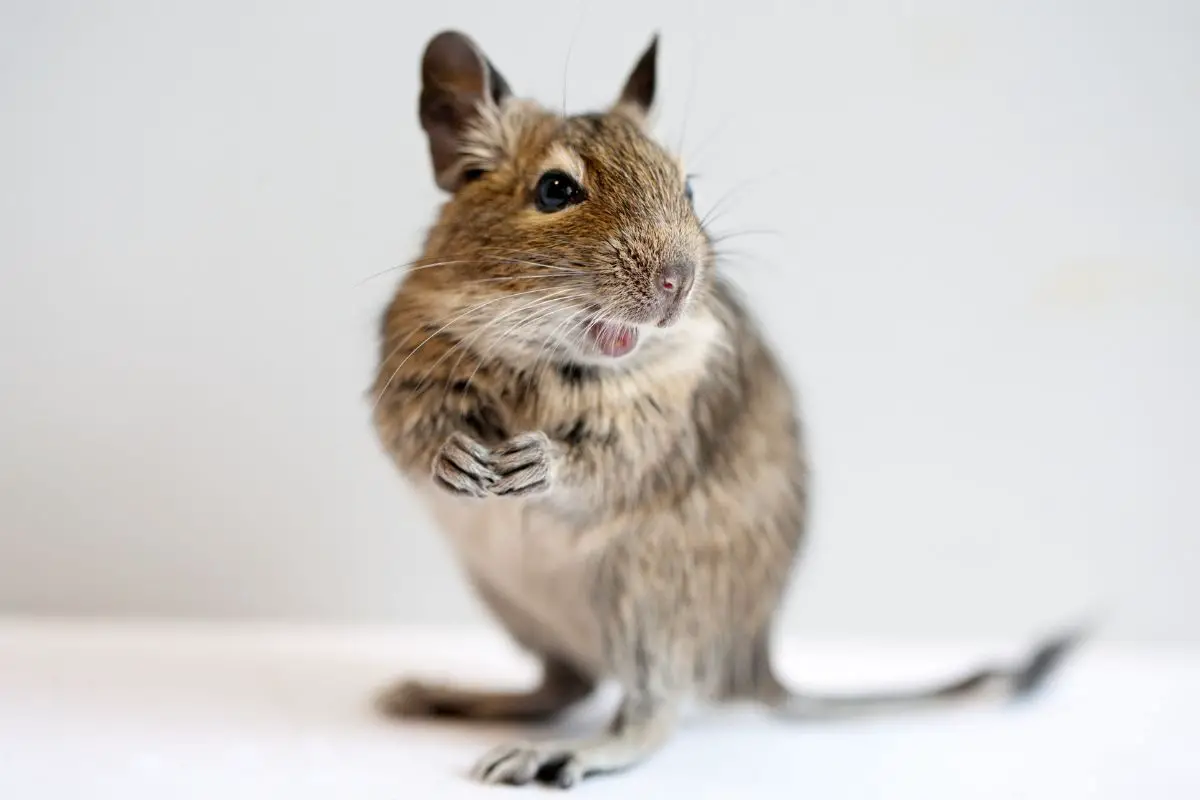 Small degu rodent pet close-up.