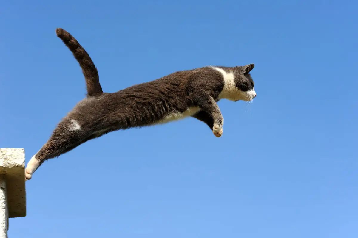 Domestic cat jumping.