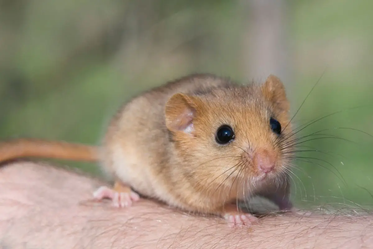 Dormouse sits on a human hand.