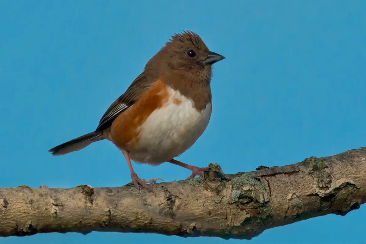 Eastern towhee with a sky background.