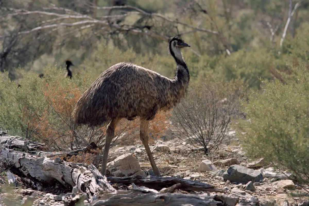 Emu at flinders ranges.