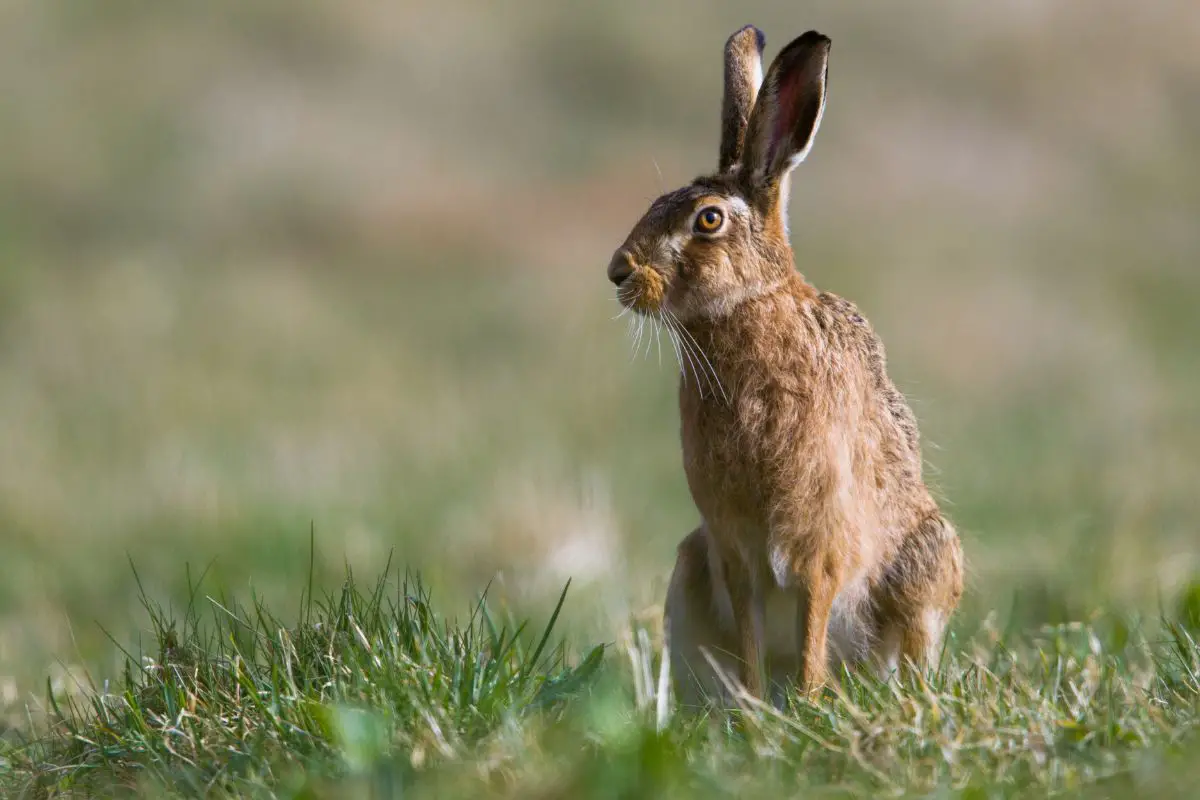 European Hare in the green grass.