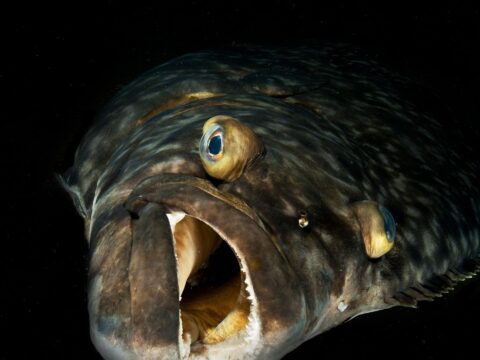 Halibut swimming with the mouth open.