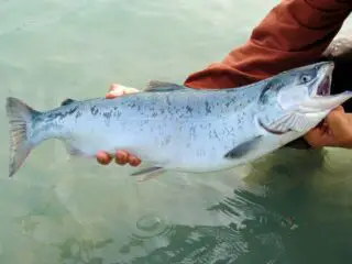 Fisherman with a salmon.