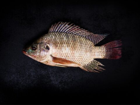 Fresh tilapia fish on black wooden background.