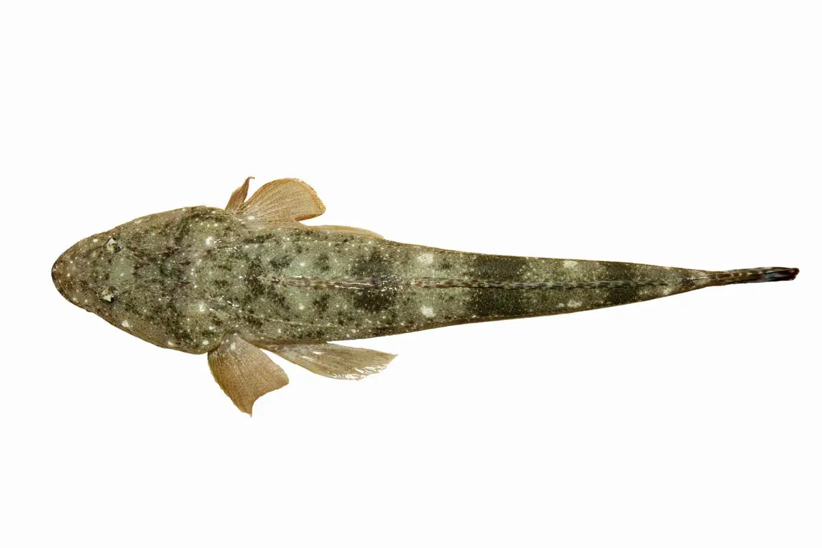 A flathead fish on a white background.