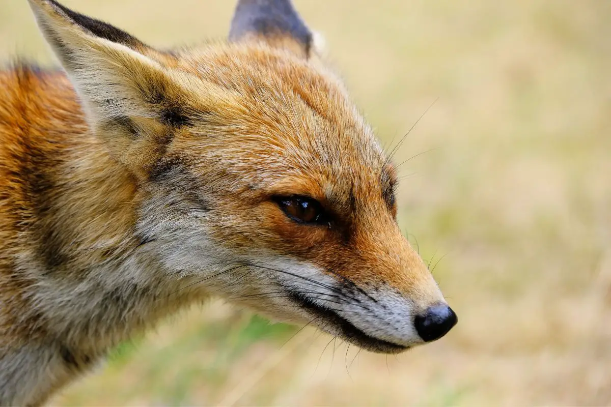 Portrait of a young fox in the wild.