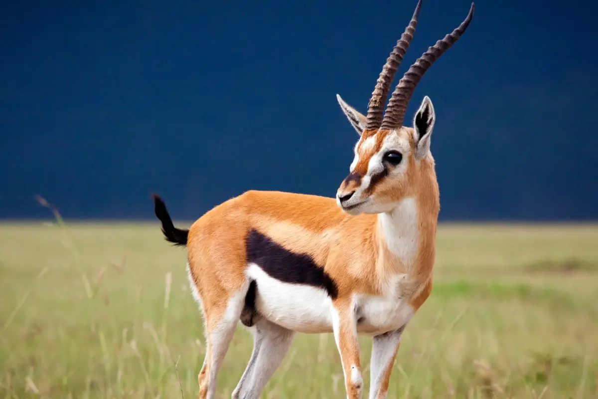 Gazelle against stormy sky.