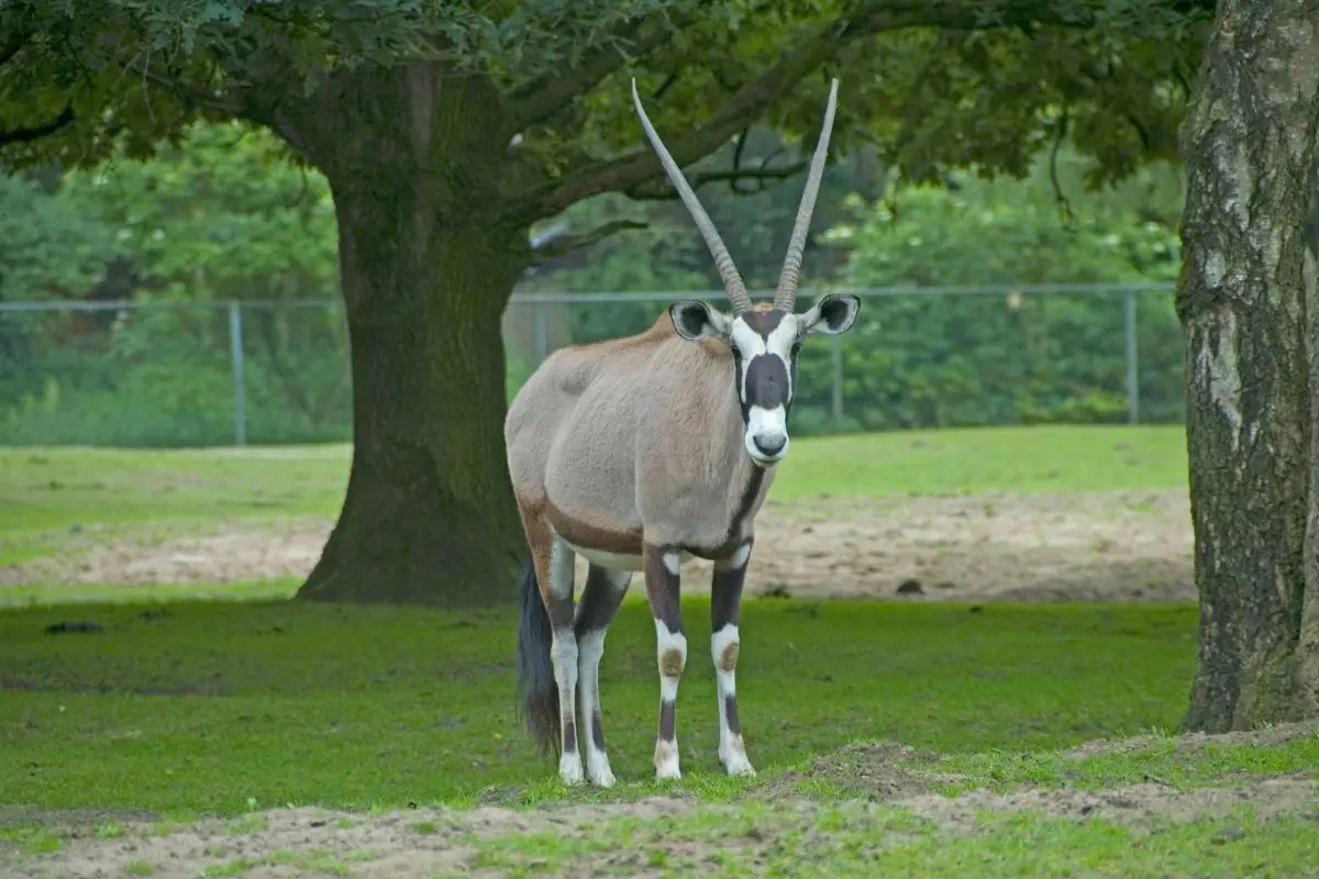 Gemsbok standing still in grassland of the zoo.