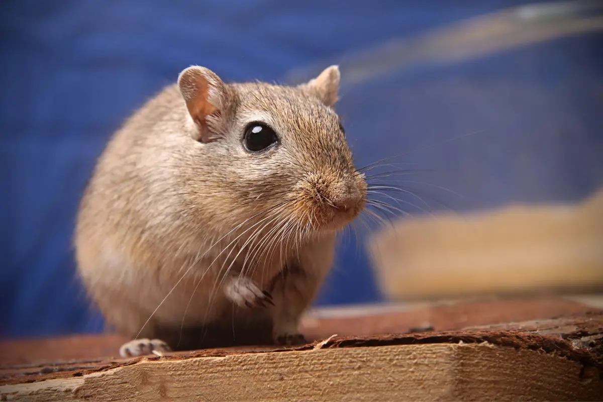 Brown gerbil sitting on a wooden balcony in front of his sand box.