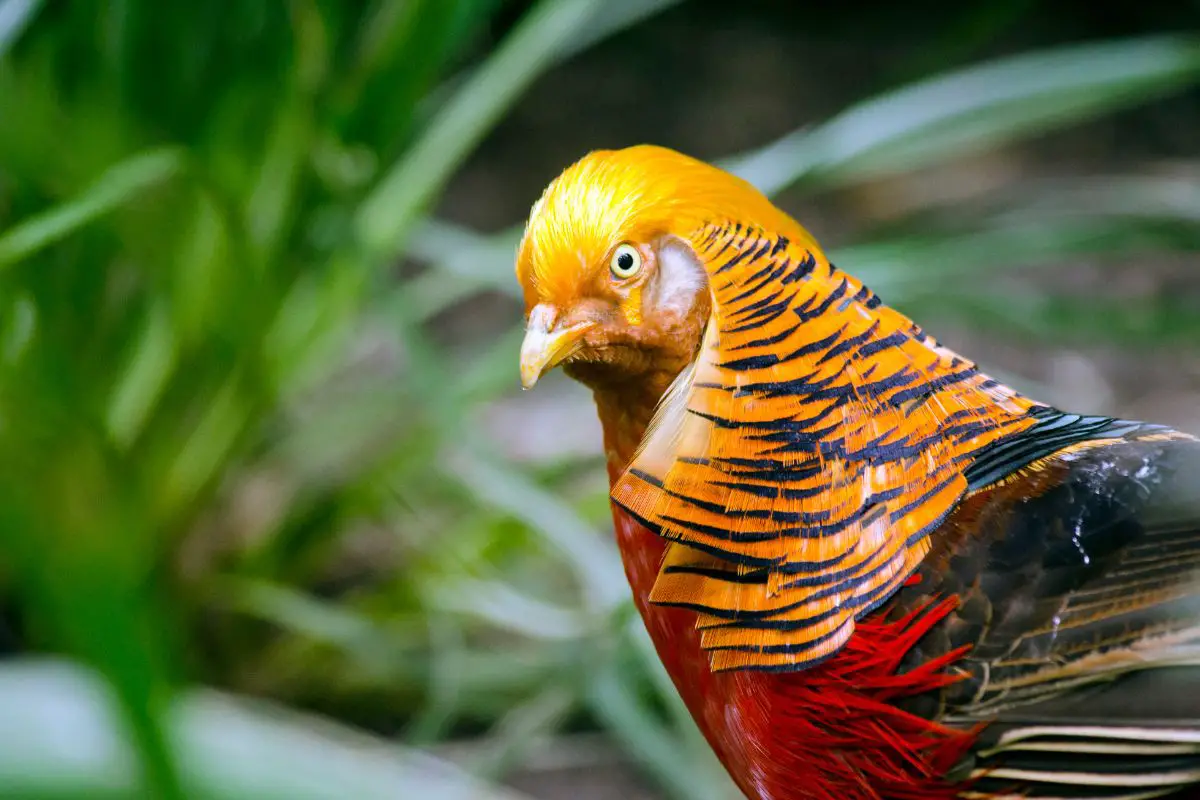 A close-up of golden pheasant.