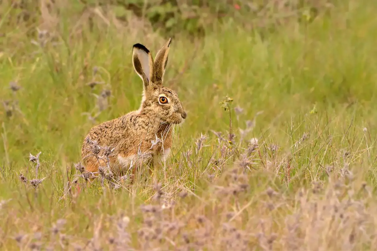 A closu-up photo of Granada Hare.