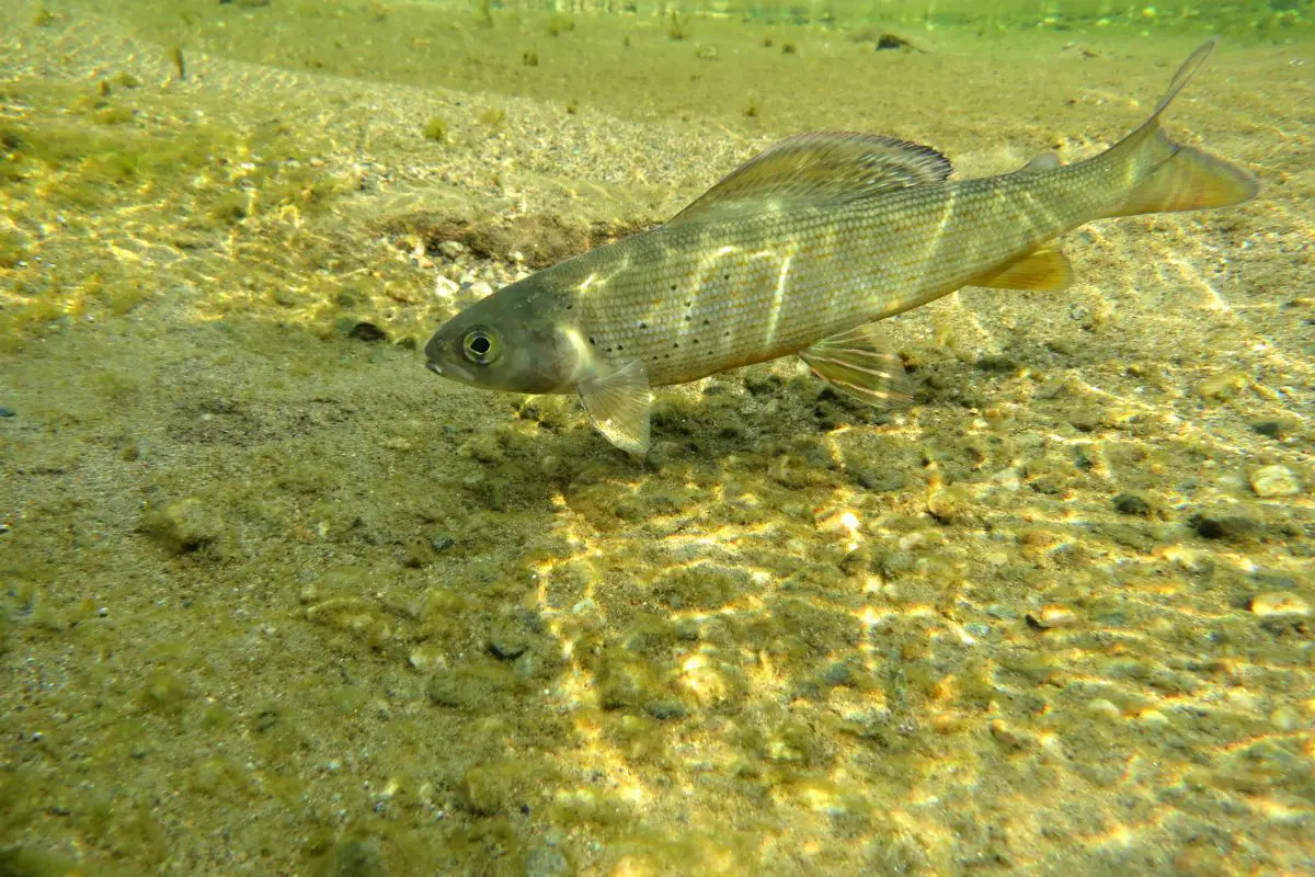 A grayling swims in jim creek.