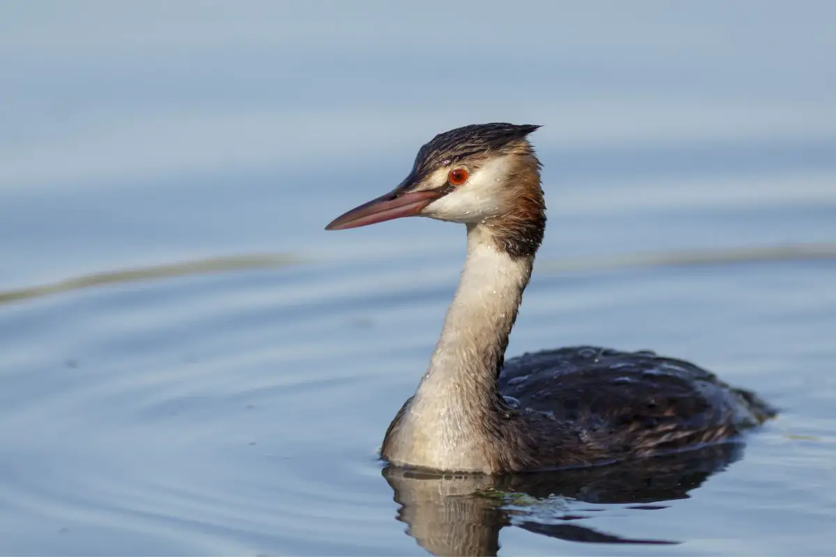 Great crested grebe on calm blue water.