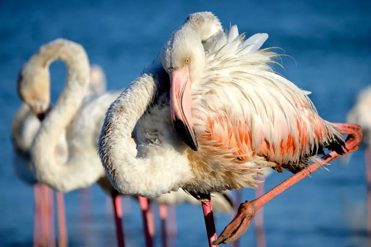 Greater flamingo at the lagoon of walvisbay namibia.