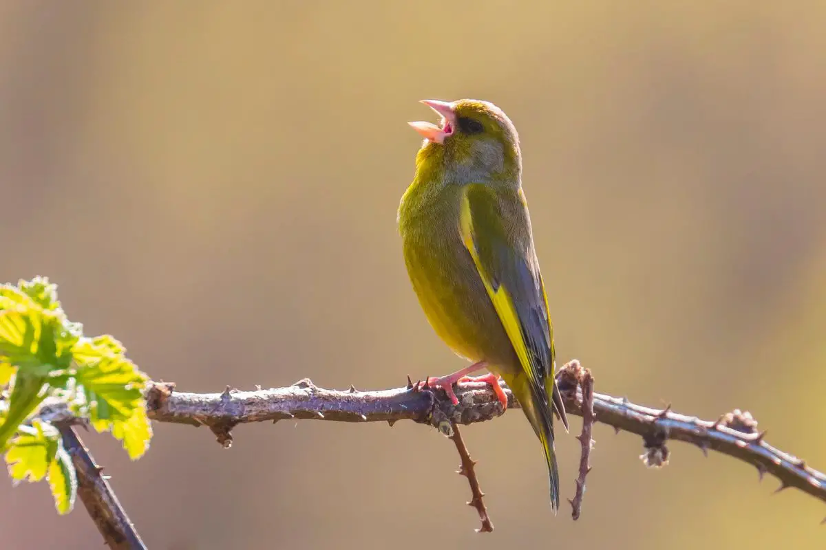 Greenfinch chloris bird singing.