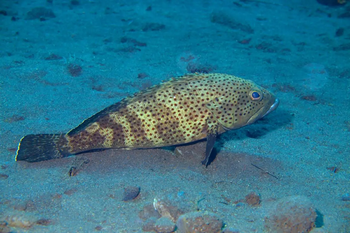 The underwater grouper.