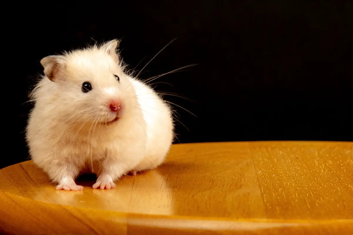 A white hamster on brown wooden table.