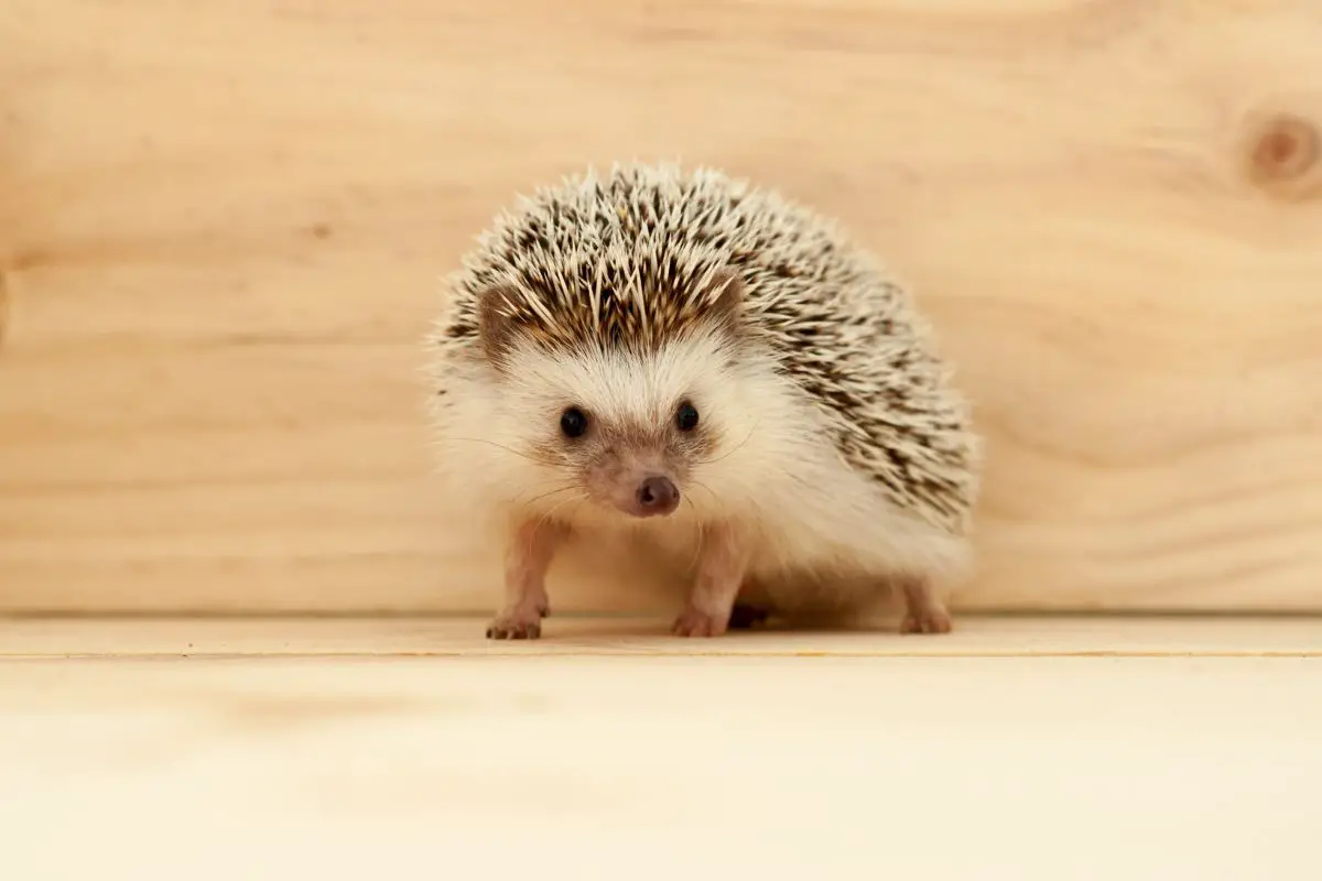 Hedgehog on a wooden background.