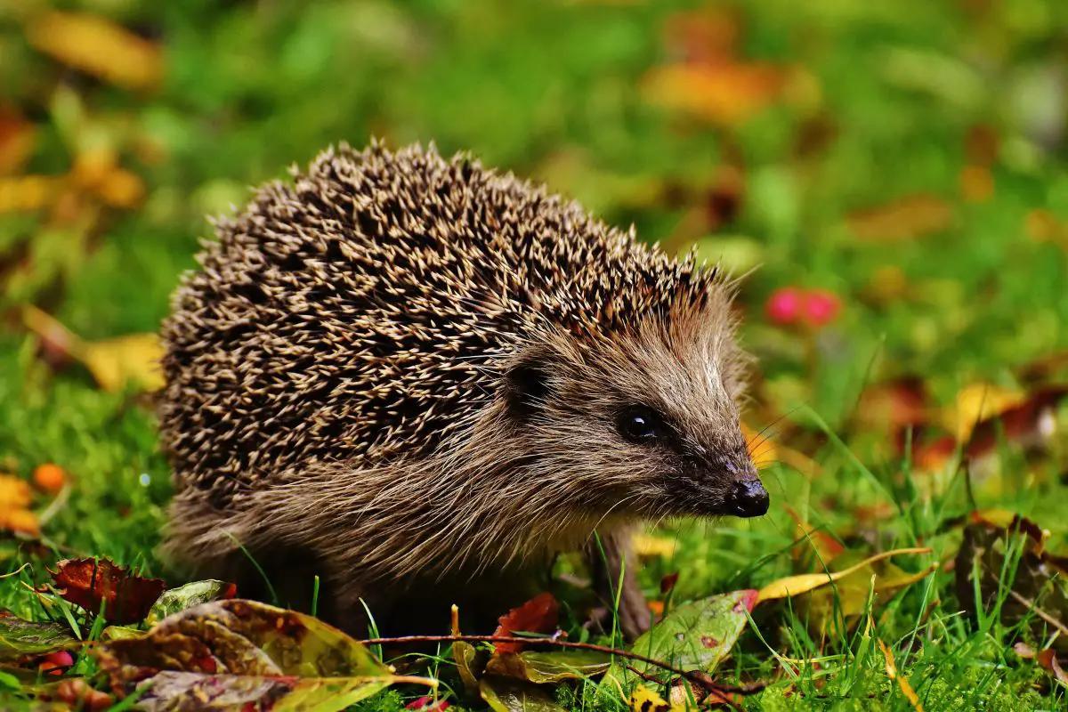 A cute hedgehog in the grass.