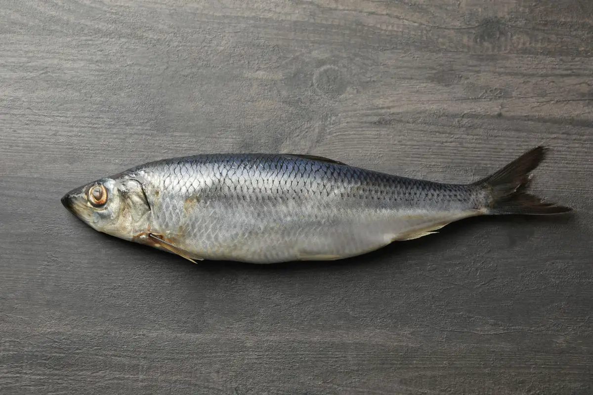 Fresh herring fish on gray wooden background.