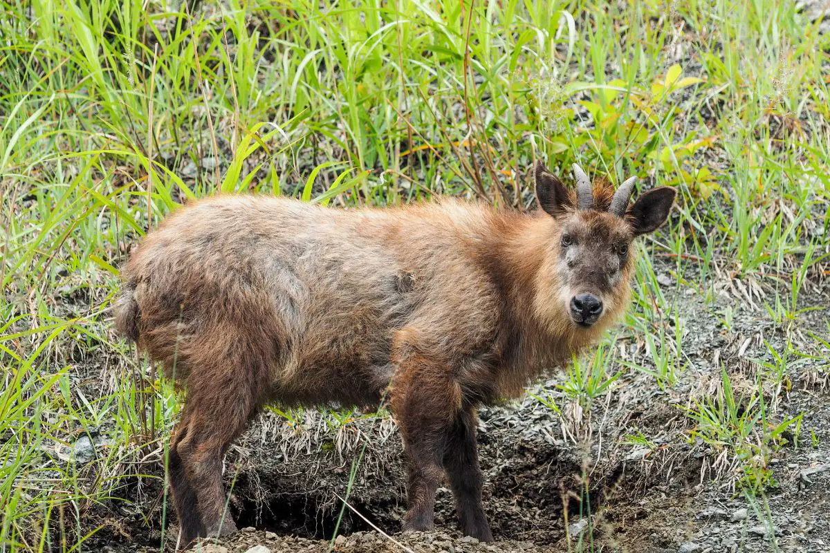 A wild Japanese serow burrowing.