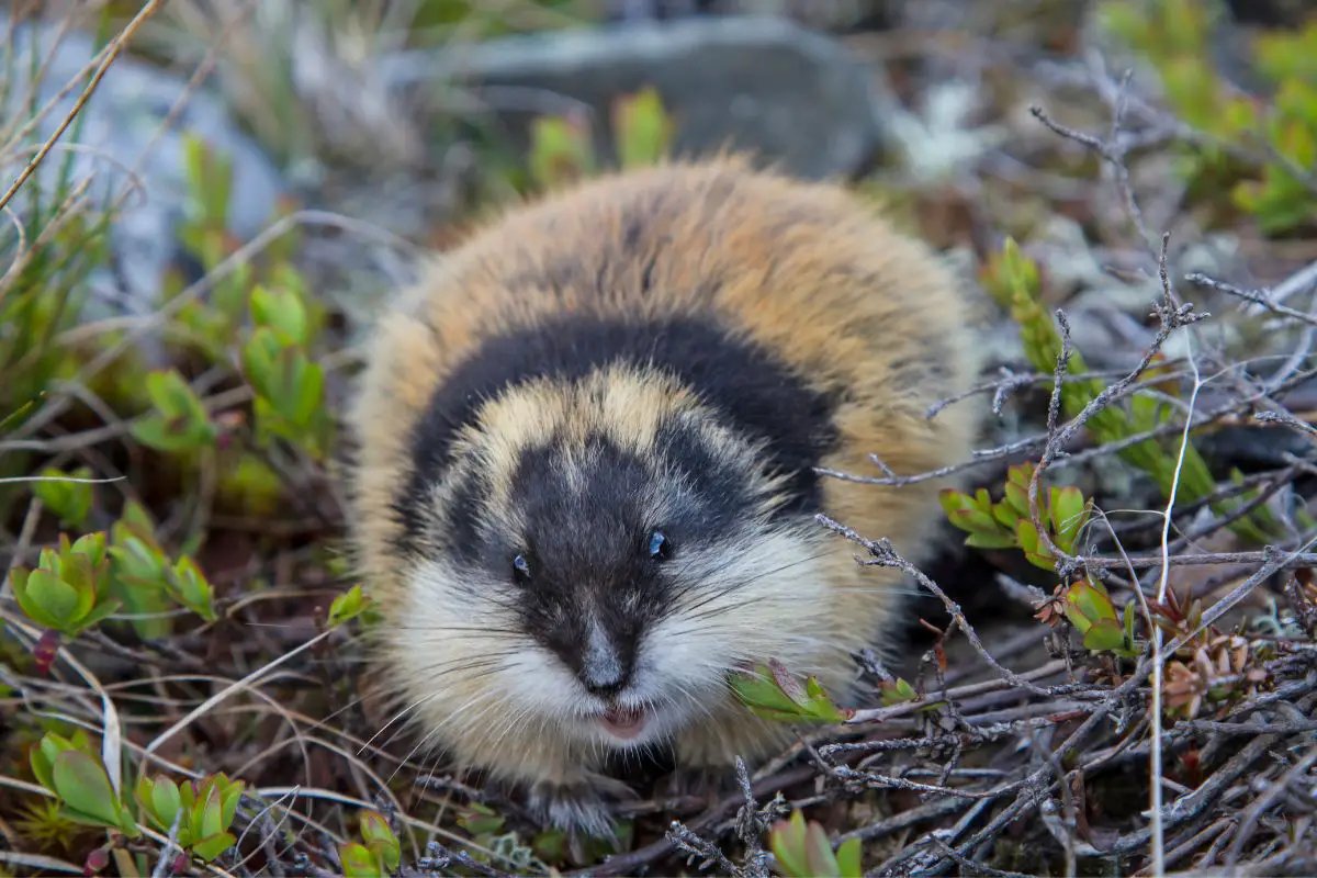 Lemmings resting on a swamp surface.