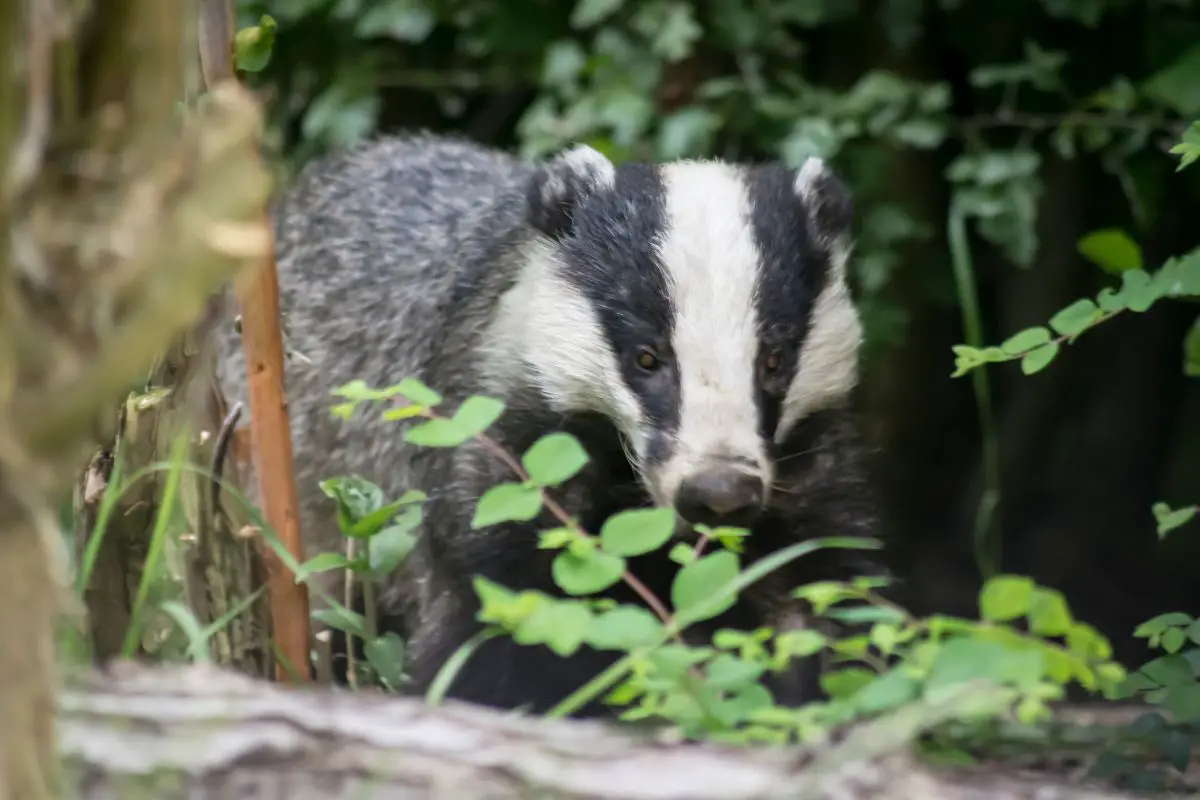 A badger sniffs food in the long grass.