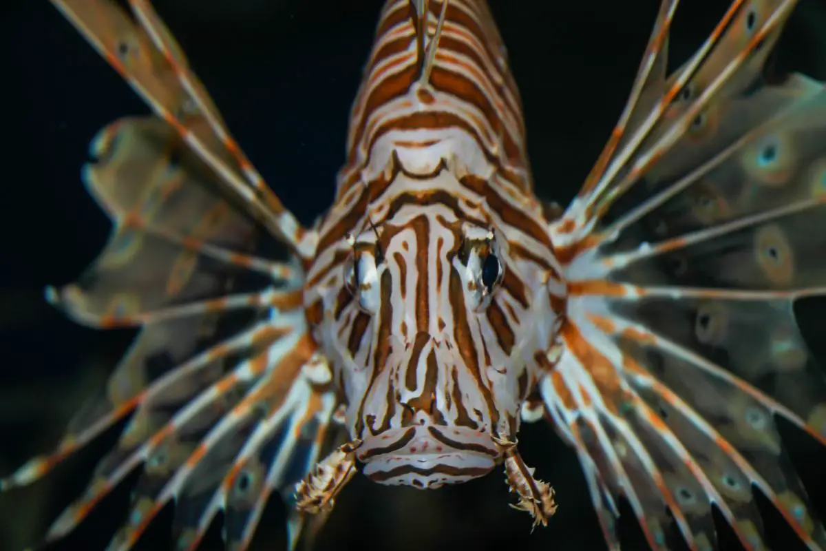 A lionfish looking into camera lens.
