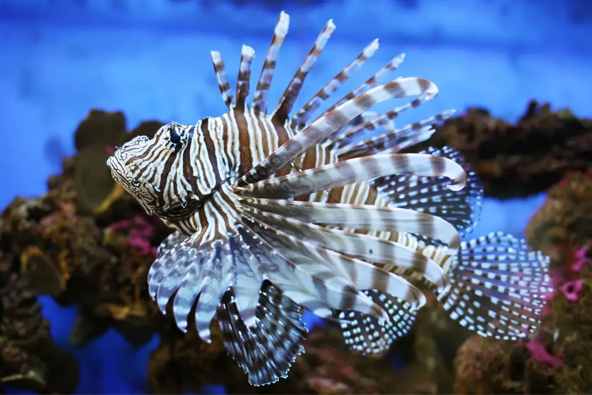 A beautiful photo of a lionfish in the aquarium.