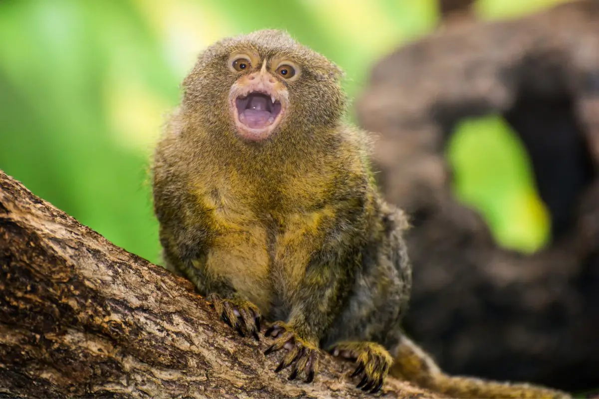 A young pygmy marmoset climbing on a tree.