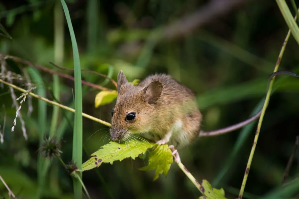 Mice resting on a branch of tree.