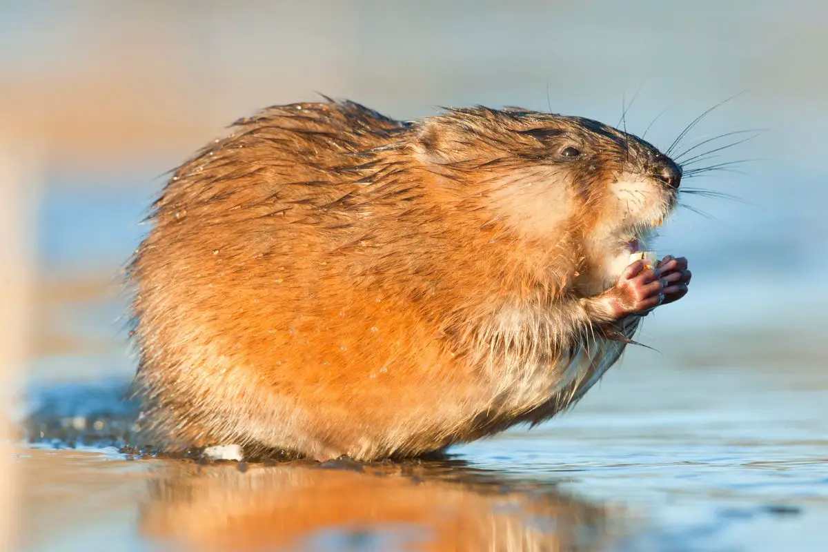 A wet Muskrat in sunset light.