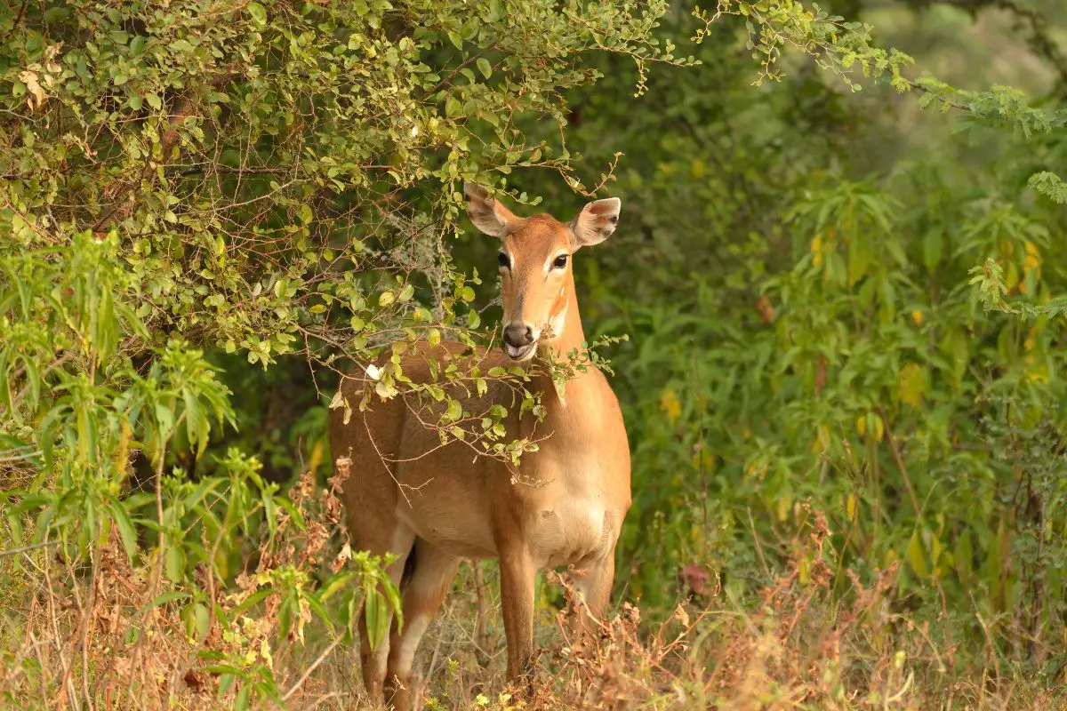 A female nilgai looks on through the trees.