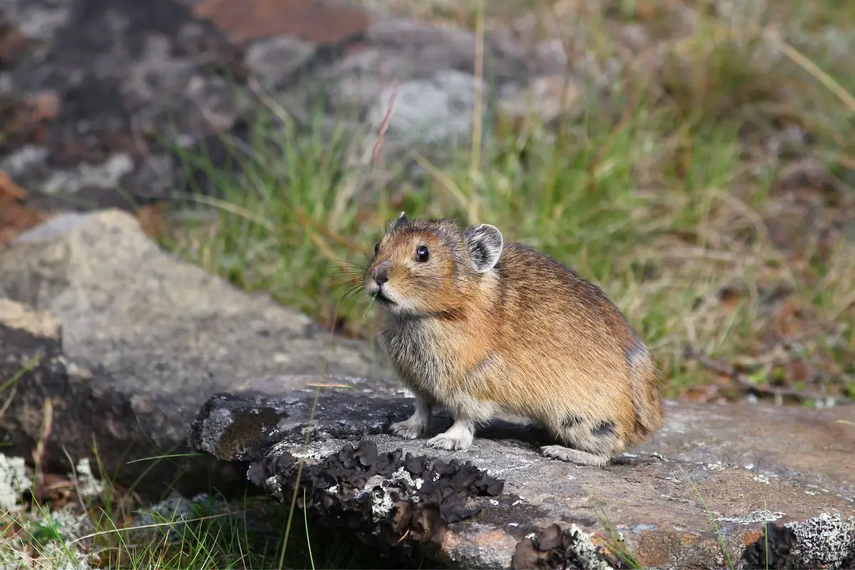 Northern Pika sitting on a background of stones in summer.