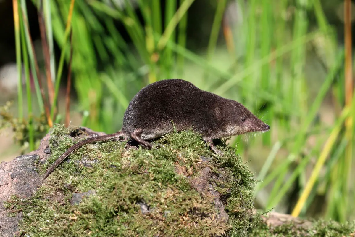 Northern short-tailed shrew on ground.