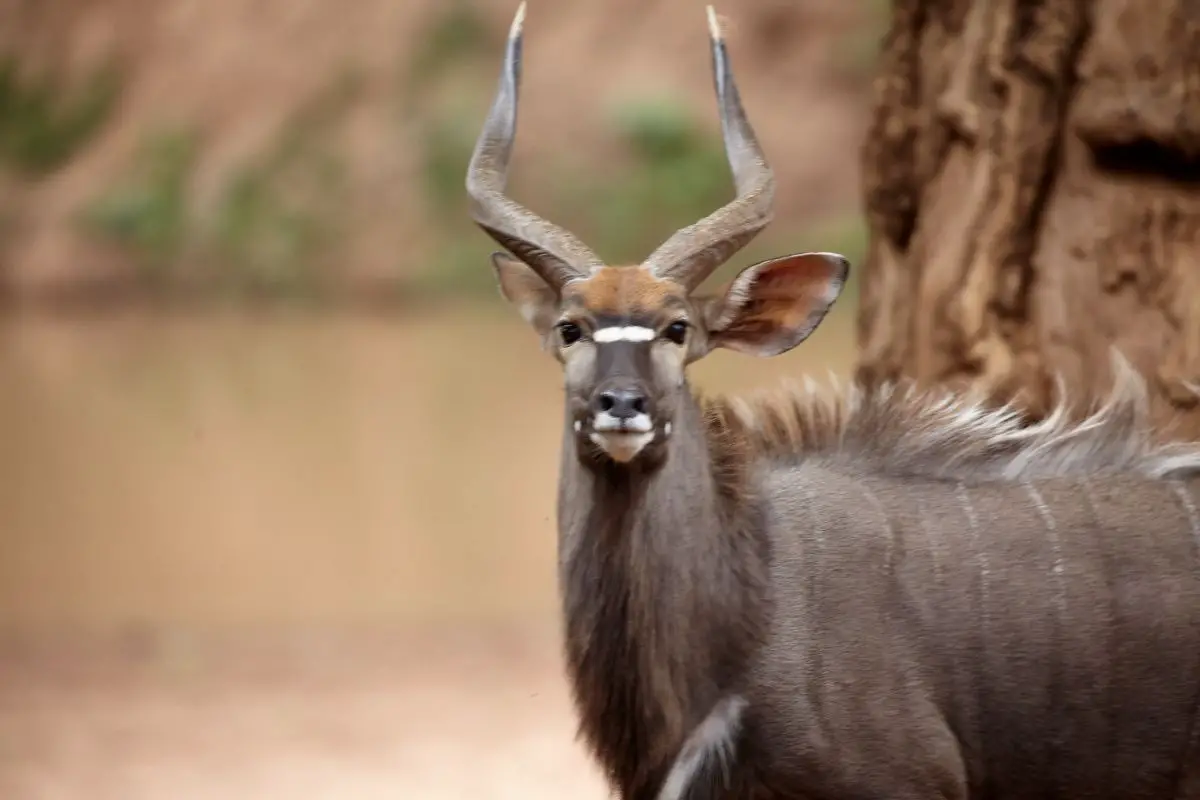 Buck south african nyala in the wild safari.