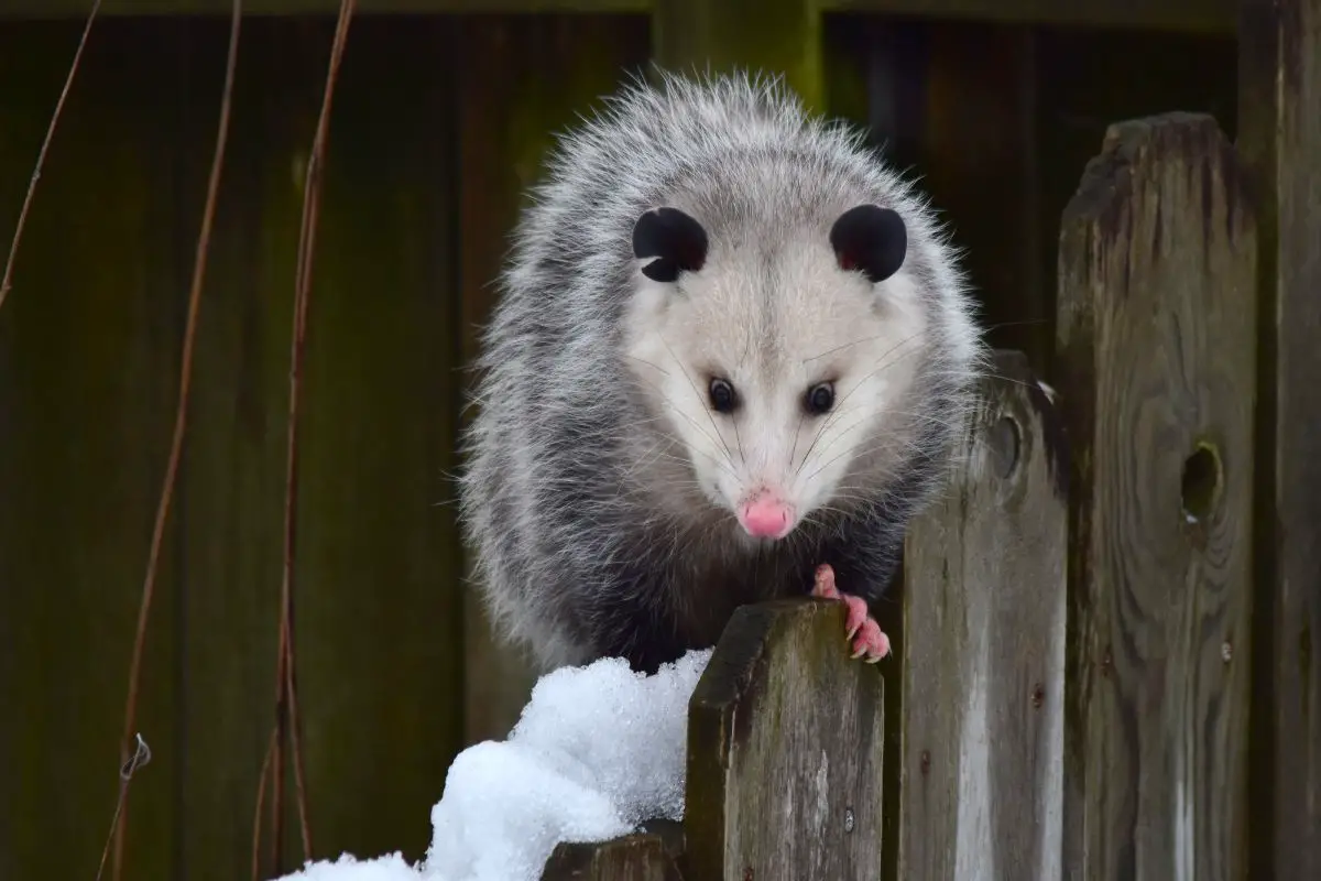 Opposum on a fence in winter.