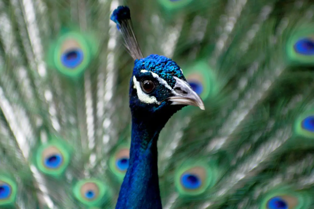 Portrait of a peafowl with its tails coverts.