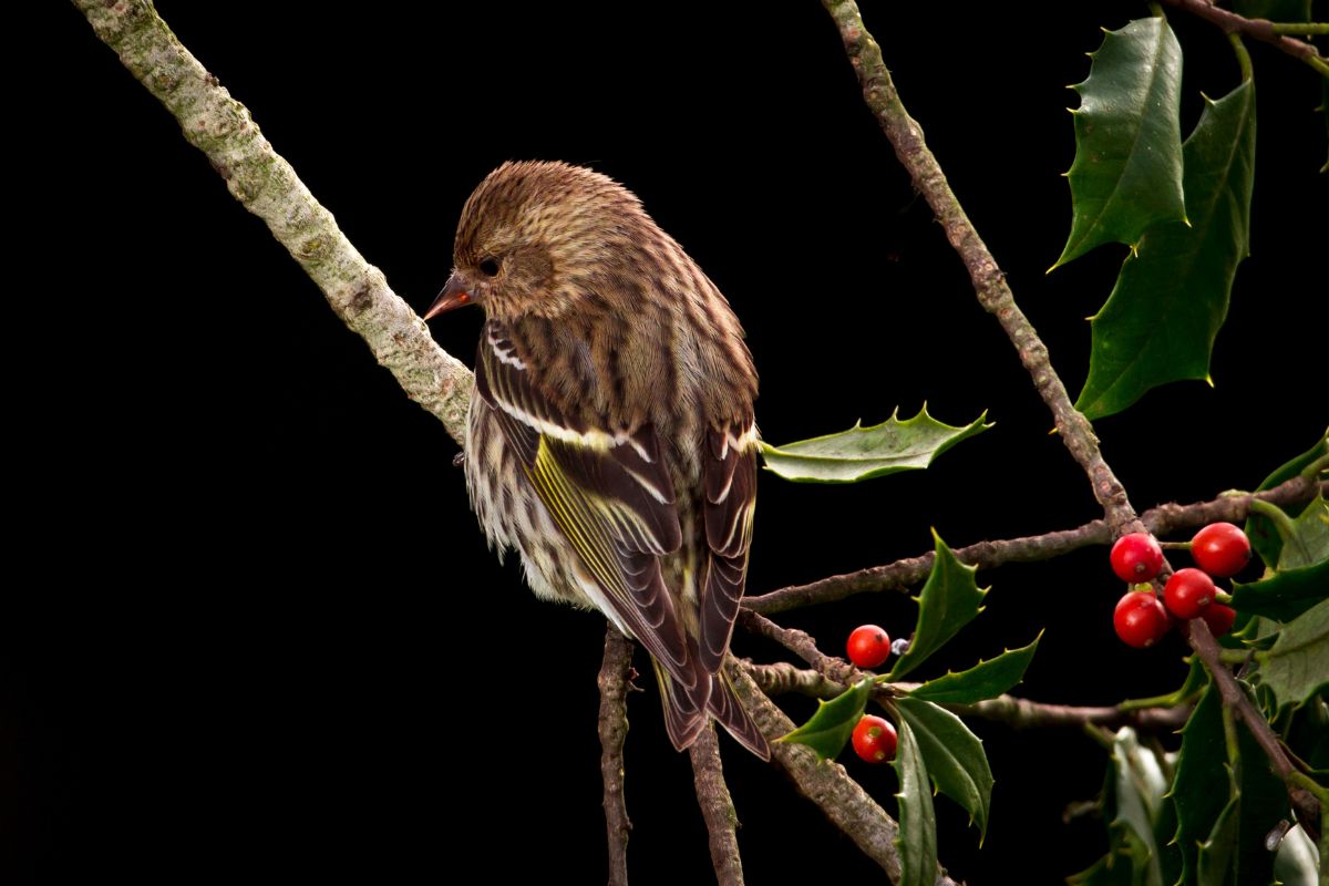 Pine siskin perched on holly branch.