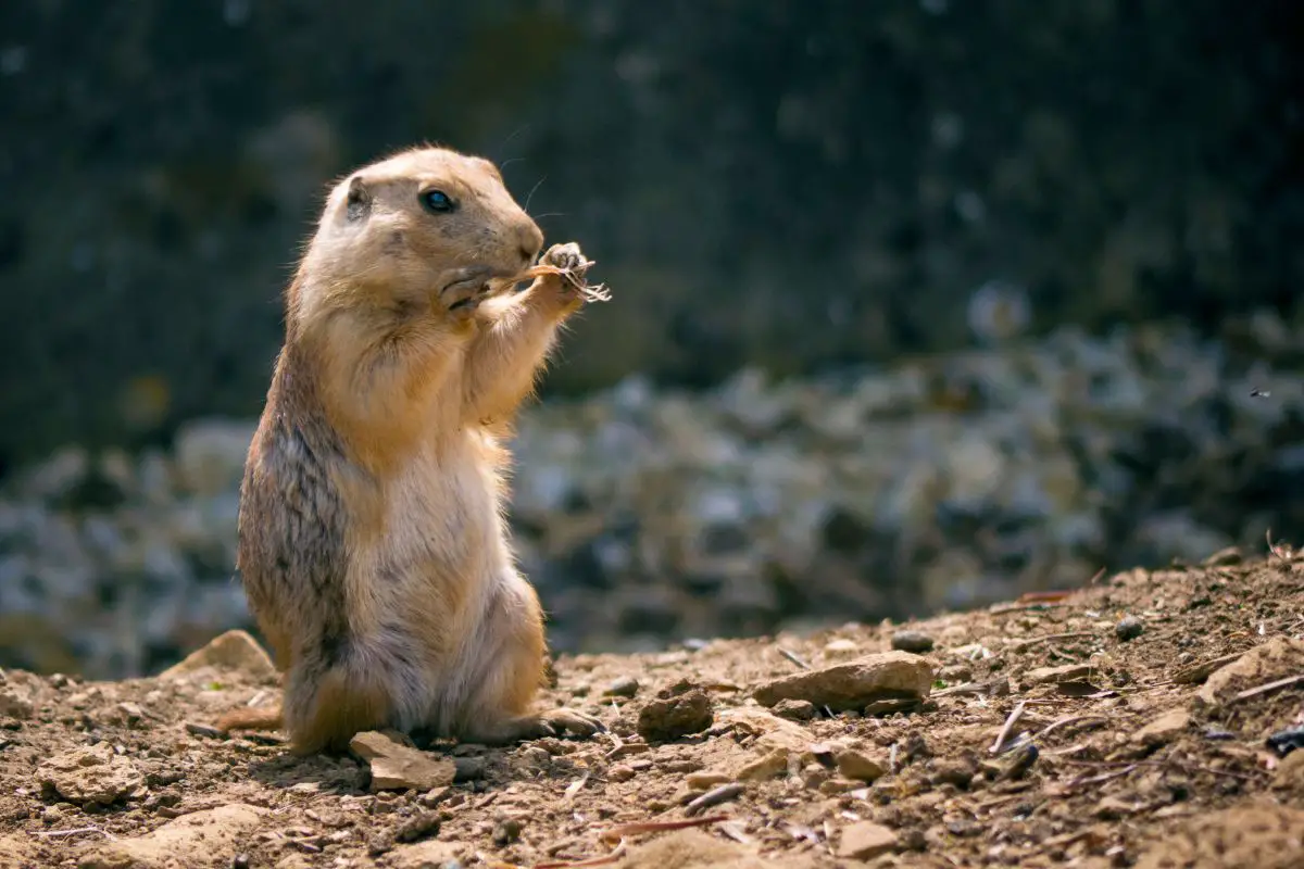 A portrait photo of prairie dog.