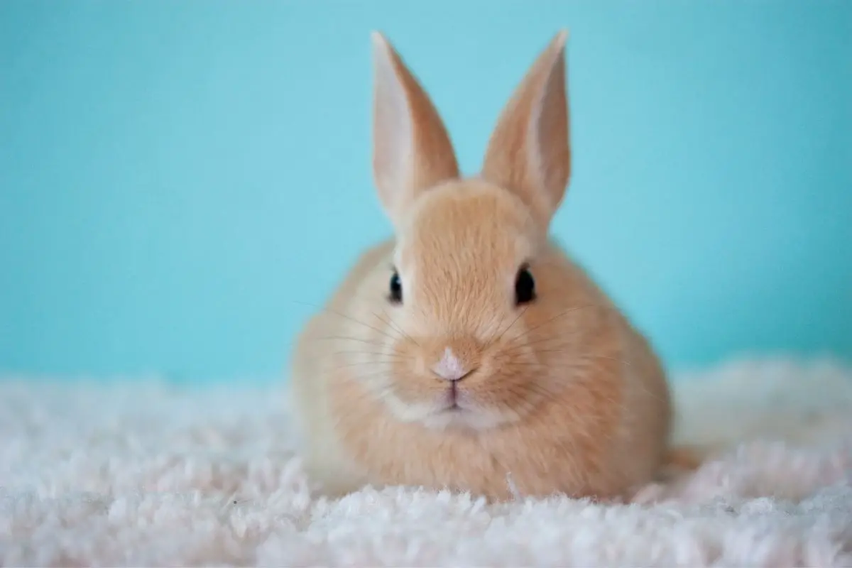 A cute baby bunny rabbit.