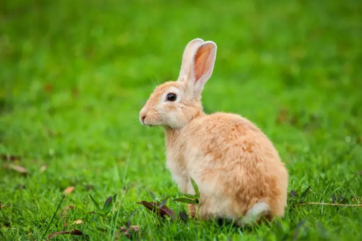 9 Different Animals Similar to a Possum | NatureNibble