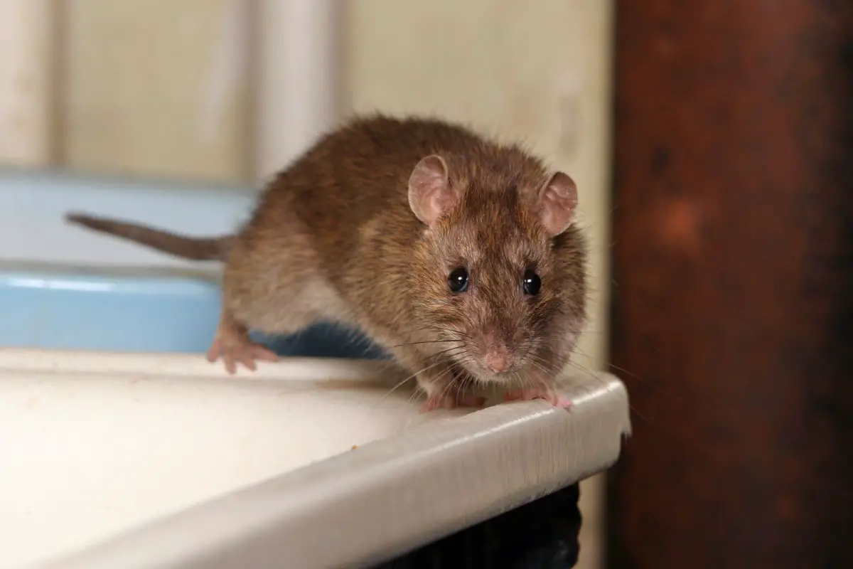 Rat in the toilet looking for old water.