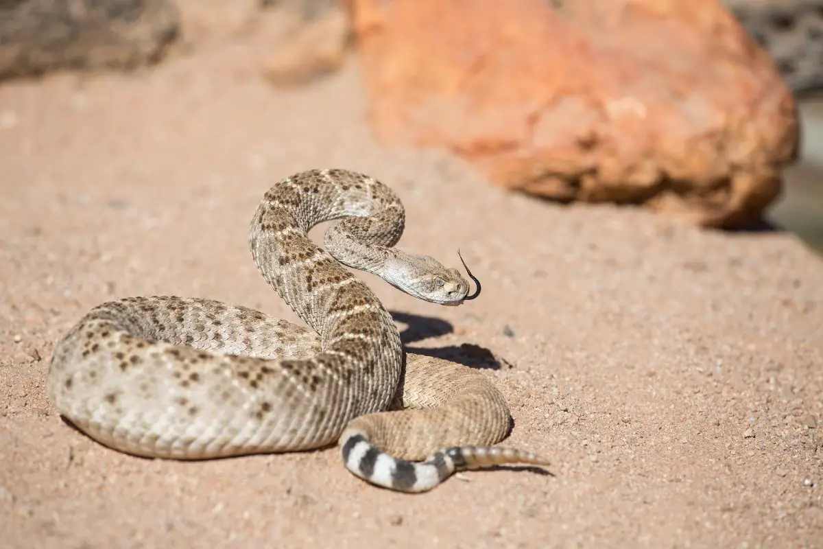 Rattlesnake in the wild.